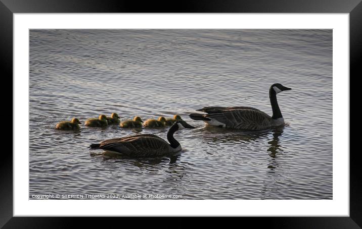 Canada Geese Family Morning Swim Framed Mounted Print by STEPHEN THOMAS