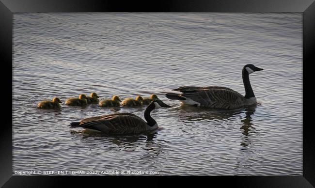 Canada Geese Family Morning Swim Framed Print by STEPHEN THOMAS