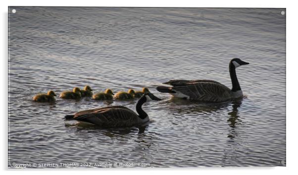 Canada Geese Family Morning Swim Acrylic by STEPHEN THOMAS