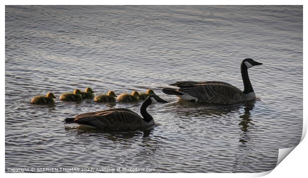 Canada Geese Family Morning Swim Print by STEPHEN THOMAS