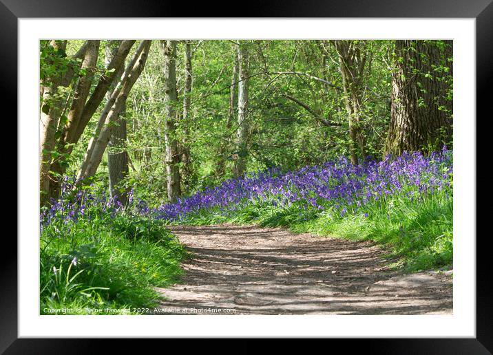 Bluebell path at Hillhouse Wood West Bergholt Framed Mounted Print by Elaine Hayward