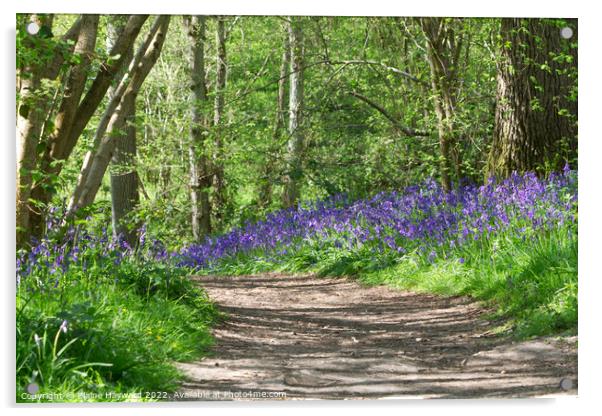 Bluebell path at Hillhouse Wood West Bergholt Acrylic by Elaine Hayward