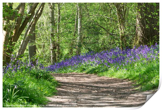 Bluebell path at Hillhouse Wood West Bergholt Print by Elaine Hayward