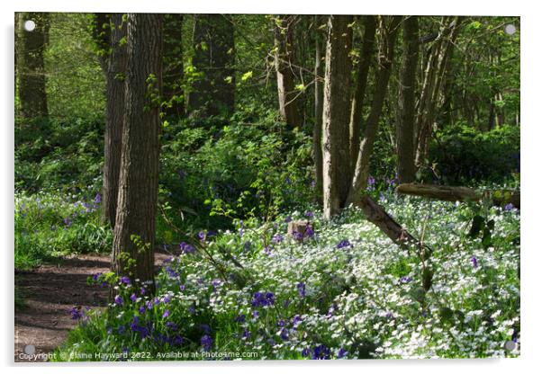 Hillhouse Wood West Bergholt springtime Acrylic by Elaine Hayward