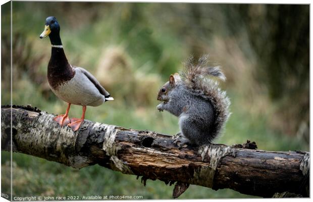 The Duck and Squirrels Canvas Print by john race