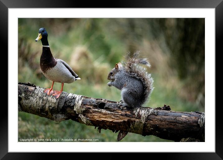 The Duck and Squirrels Framed Mounted Print by john race