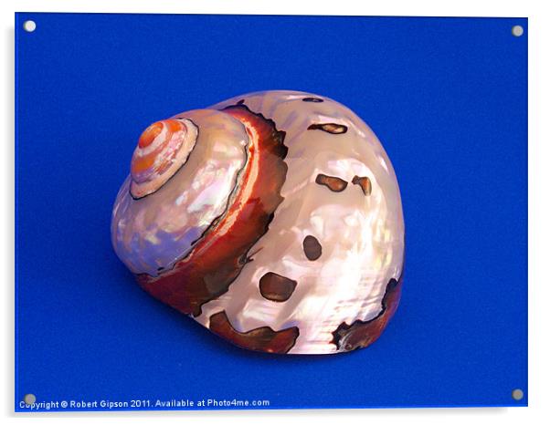 Shell from the Sea 2 Acrylic by Robert Gipson