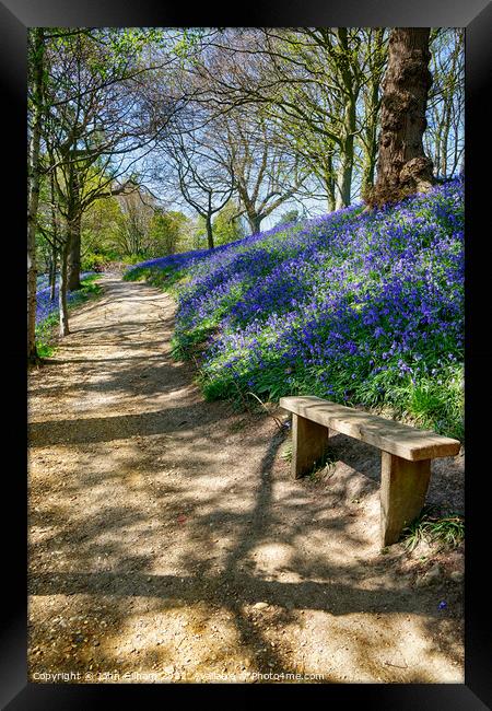 Bluebell Walk in Kent Framed Print by John Gilham