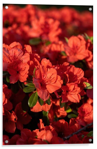 Rhododendron Geisha Orange Flowers Acrylic by Artur Bogacki