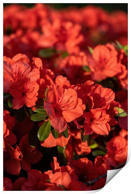 Rhododendron Geisha Orange Flowers Print by Artur Bogacki