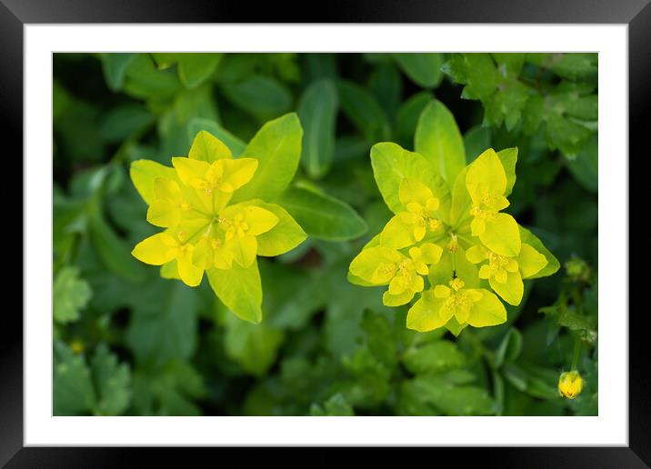 Cushion Spurge Euphorbia Epithymoides Flowers Framed Mounted Print by Artur Bogacki