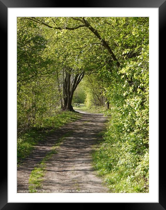 Woodland Path Framed Mounted Print by Tom Curtis