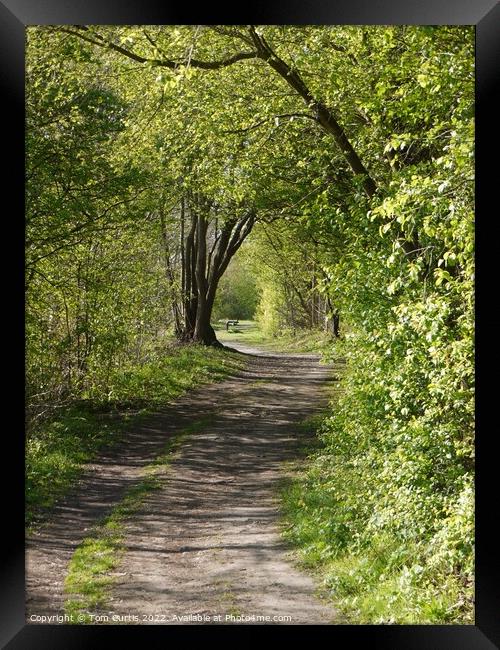 Woodland Path Framed Print by Tom Curtis