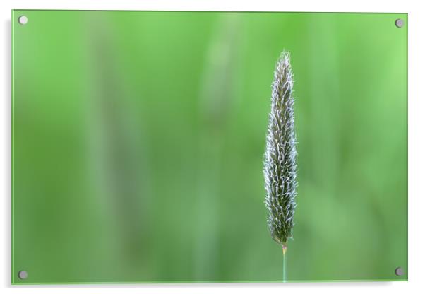 Meadow Foxtail, Spring Acrylic by Mark Jones