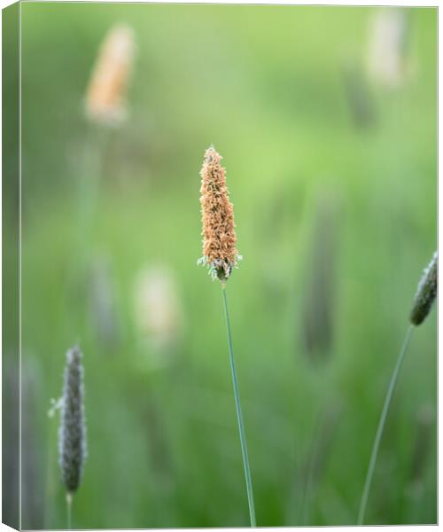 Meadow Foxtail, Spring Canvas Print by Mark Jones