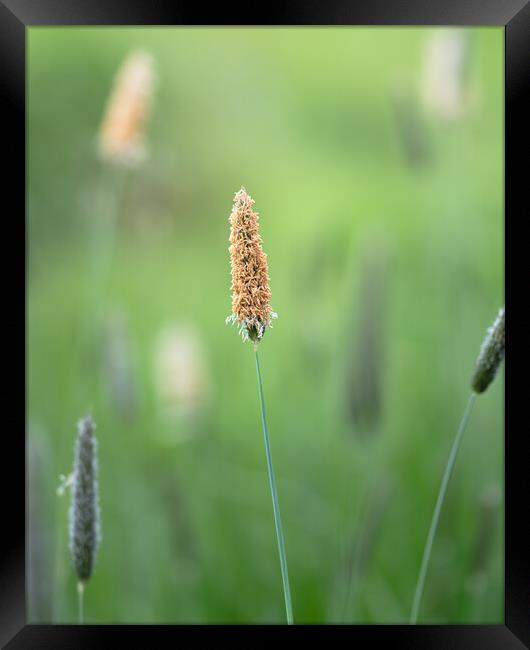 Meadow Foxtail, Spring Framed Print by Mark Jones