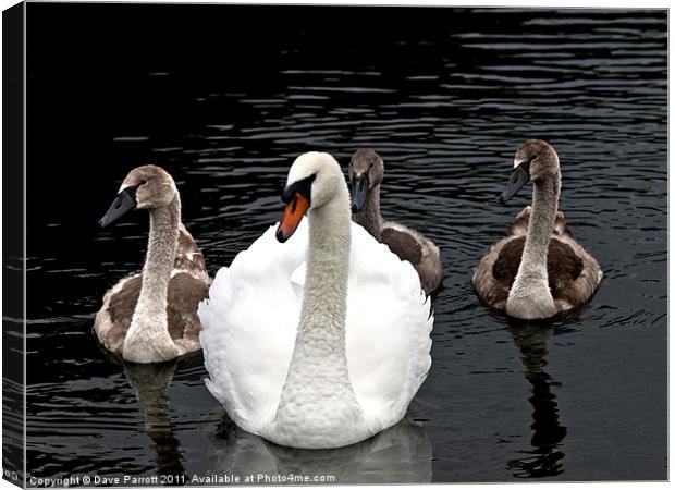 The Swan Family Canvas Print by Daves Photography