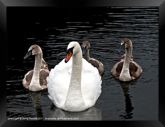 The Swan Family Framed Print by Daves Photography