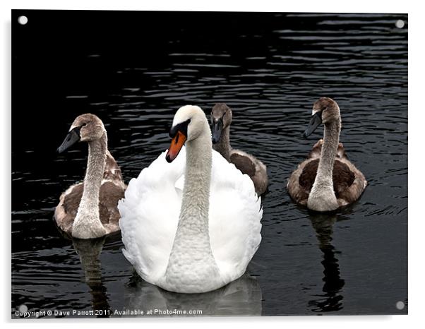 The Swan Family Acrylic by Daves Photography