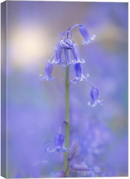 Bluebell flowers  Canvas Print by Dawn Cox