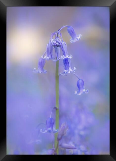 Bluebell flowers  Framed Print by Dawn Cox