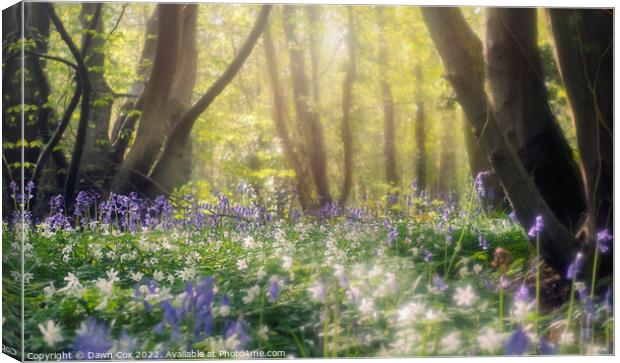 Enchanting bluebell woodland Canvas Print by Dawn Cox