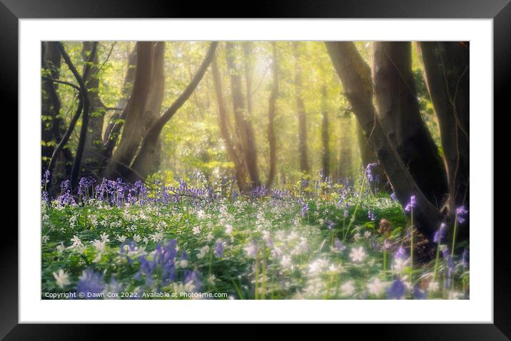 Enchanting bluebell woodland Framed Mounted Print by Dawn Cox