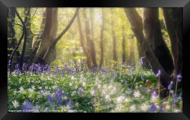 Enchanting bluebell woodland Framed Print by Dawn Cox