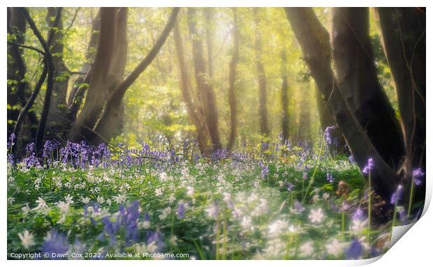 Enchanting bluebell woodland Print by Dawn Cox