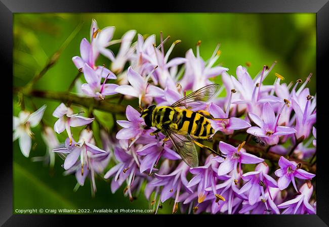 Hoverfly on Hebe Flower Framed Print by Craig Williams