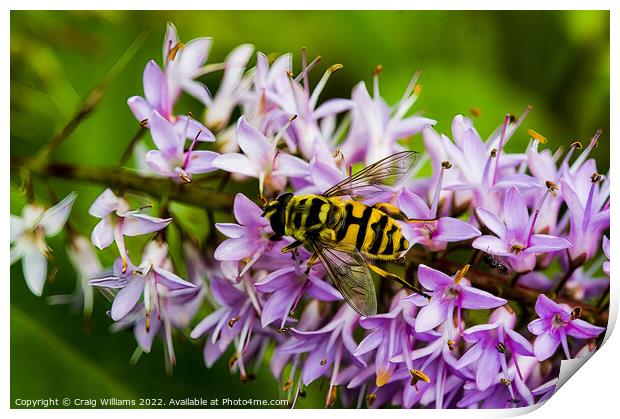 Hoverfly on Hebe Flower Print by Craig Williams