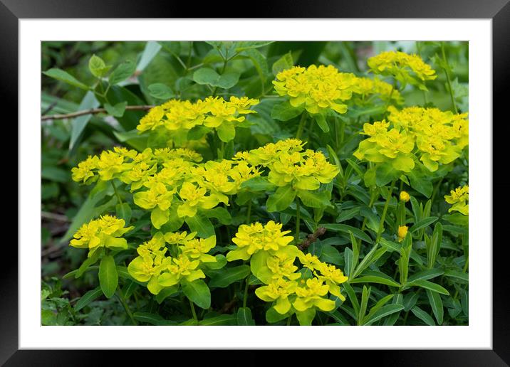 Cushion Spurge Euphorbia Epithymoides Flowers Framed Mounted Print by Artur Bogacki