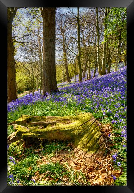 Bluebell Woods Sevenoaks Kent Framed Print by John Gilham