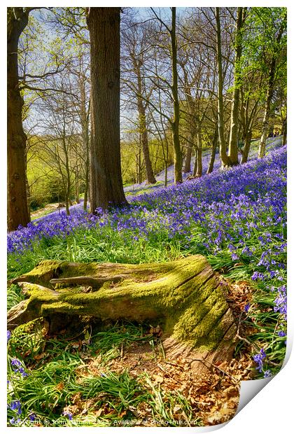 Bluebell Woods Sevenoaks Kent Print by John Gilham