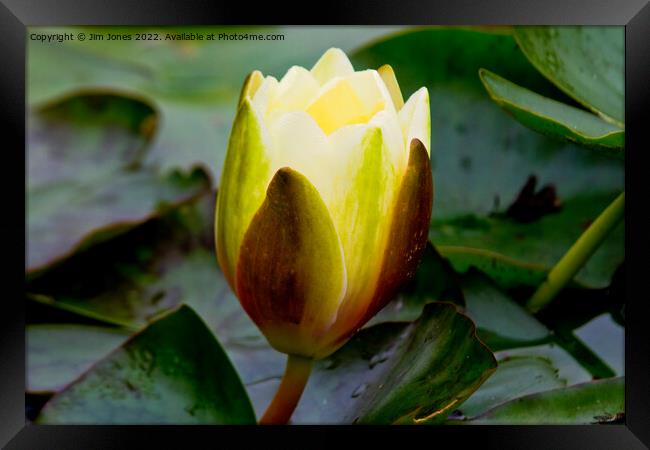 English Wild Flowers - Water Lily Framed Print by Jim Jones