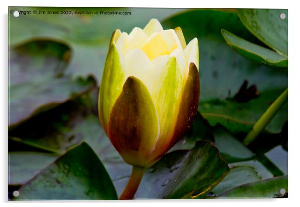 English Wild Flowers - Water Lily Acrylic by Jim Jones