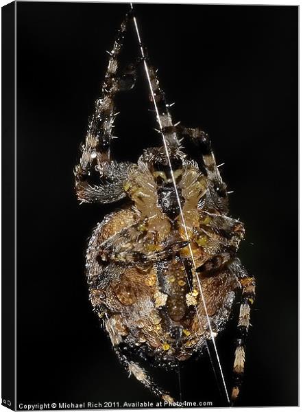 Sidney Spider. Canvas Print by Michael Rich