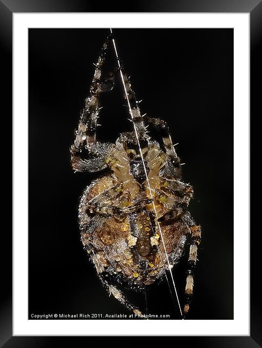 Sidney Spider. Framed Mounted Print by Michael Rich