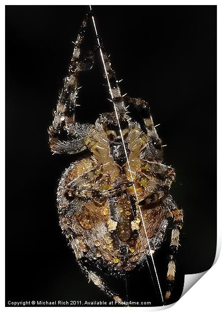 Sidney Spider. Print by Michael Rich