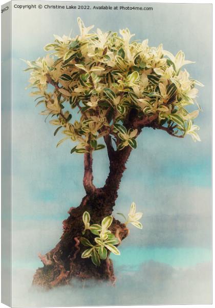 Bonsai Tree Canvas Print by Christine Lake
