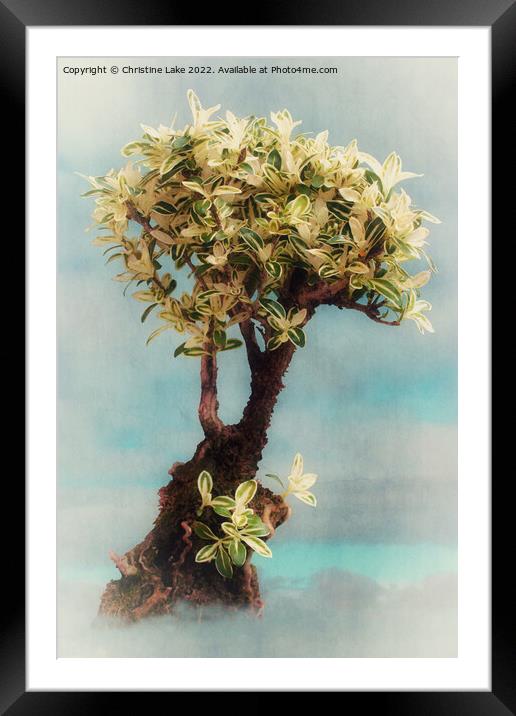 Bonsai Tree Framed Mounted Print by Christine Lake