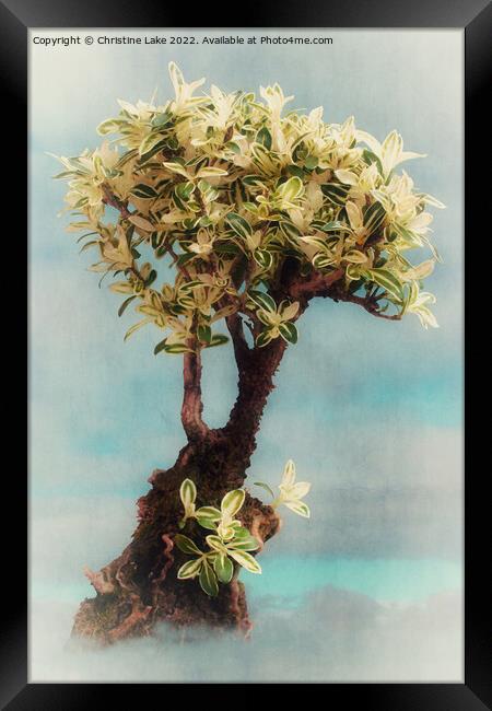 Bonsai Tree Framed Print by Christine Lake