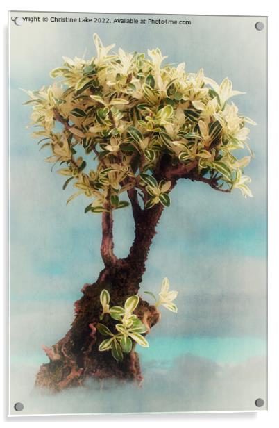 Bonsai Tree Acrylic by Christine Lake