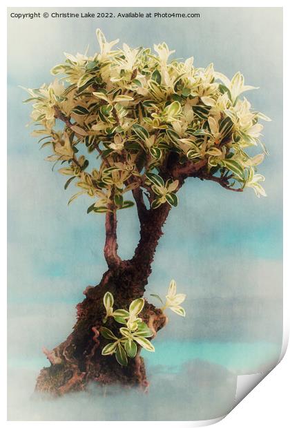 Bonsai Tree Print by Christine Lake