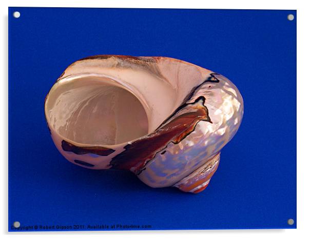 Sea Shell on blue 1 Acrylic by Robert Gipson