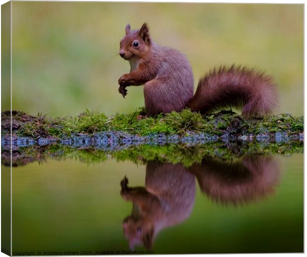 Red Squirrel reflection in the Yorkshire dales.  Canvas Print by Anthony miners
