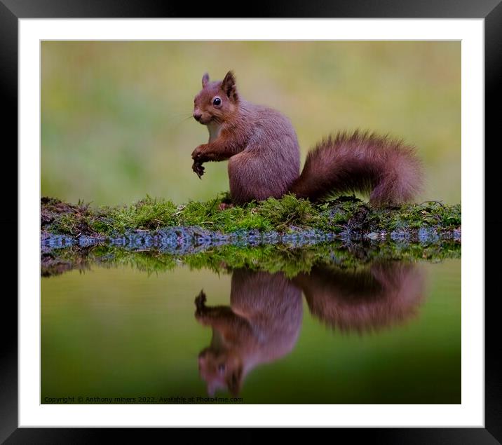 Red Squirrel reflection in the Yorkshire dales.  Framed Mounted Print by Anthony miners