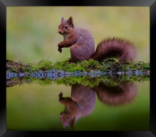 Red Squirrel reflection in the Yorkshire dales.  Framed Print by Anthony miners