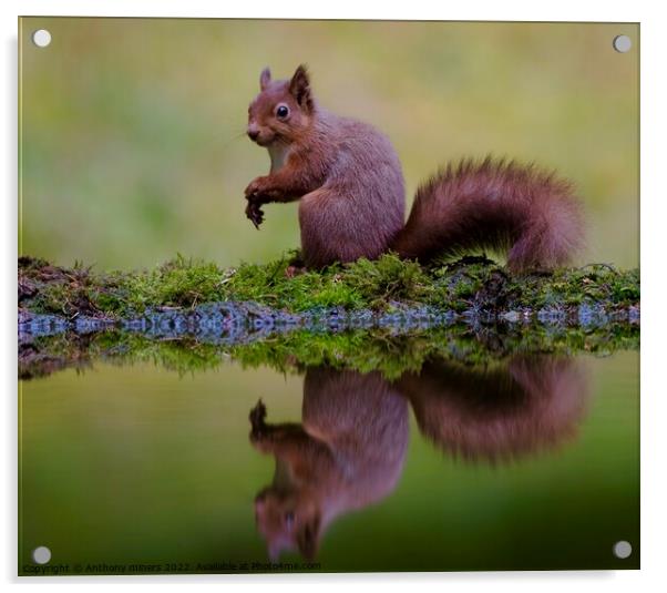 Red Squirrel reflection in the Yorkshire dales.  Acrylic by Anthony miners