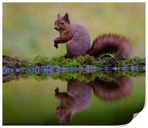 Red Squirrel reflection in the Yorkshire dales.  Print by Anthony miners